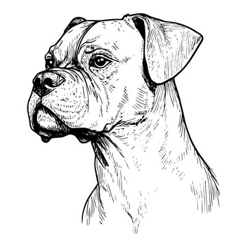 Boxer dog head portrait with profile view in realistic sketch style