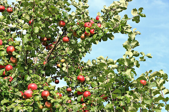 Harvesting in a country garden; ripe apples on tree branches in a sunny autumn orchard. Beauty and gifts of nature, natural food concept, natural background with fruit trees, selective focus