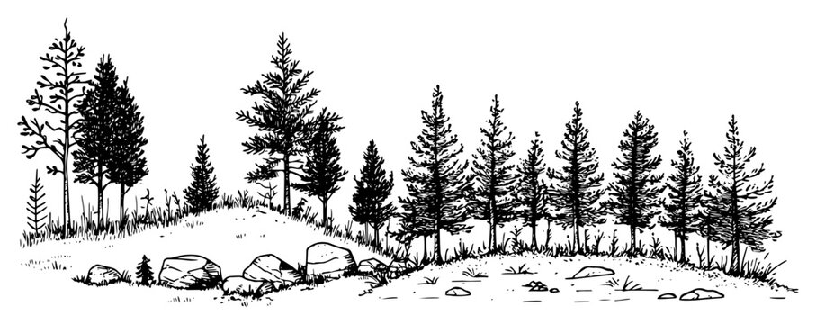 Coniferous forest with pine trees and rocks on a hill in vintage woodcut engraving style