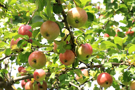 Ripe apples on tree branches in a sunny autumn orchard. Harvesting in a country garden, the beauty and bounty of nature, natural food concept, natural background with fruit trees, selective focus