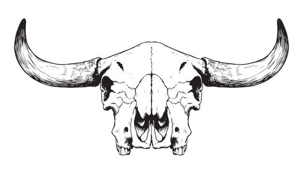 Detailed hand drawn bull skull with long horns sketch for western desert or rustic ranch decoration.