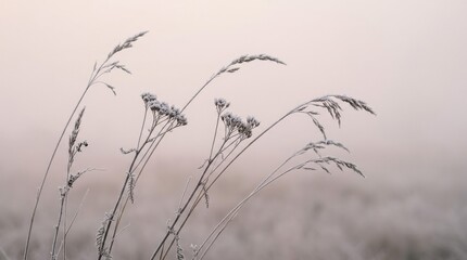 Obraz premium Delicate frost-covered seed stems sway gently in the soft morning light