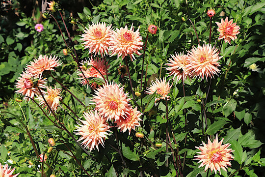 Beautiful and diverse dahlia varieties in a garden on a clear, sunny day. These flowers are grown in central Russia; they peak in bloom during August and early autumn.