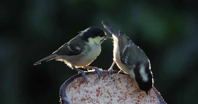 Two Coal tit chicks feeding from suet filled coconut bird feeder in a garden
