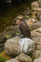 Cormorant perched on a rock by the water   Kormoran siedzący na skale nad wodą © Adrian White