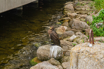 Cormorant perched on a rock by the water   Kormoran siedzący na skale nad wodą © Adrian White