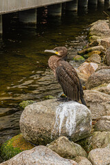 Cormorant perched on a rock by the water   Kormoran siedzący na skale nad wodą © Adrian White