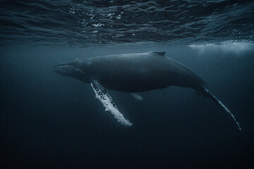Humpback whale diving in arctic waters of norway © Kristof
