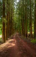 Obraz premium Dense forest in Viveiro da Falca, Terceira Island, Azores, with moss-covered tree trunks creating a lush green woodland atmosphere in this natural reserve