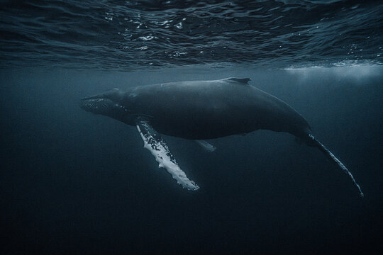 Humpback whale diving in arctic waters of norway