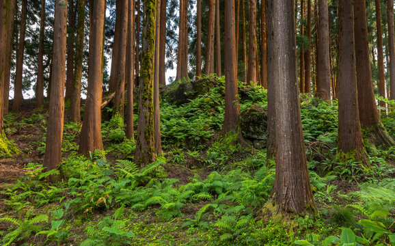 Dense forest in Viveiro da Falca, Terceira Island, Azores, with moss-covered tree trunks creating a lush green woodland atmosphere in this natural reserve