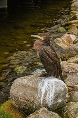 Cormorant perched on a rock by the water   Kormoran siedzący na skale nad wodą © Adrian White