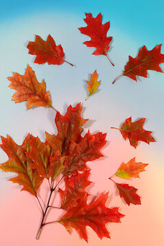 Abstract autumn composition with maple leaves against a vibrant seasonal background, still life and Thanksgiving concept, a beautiful sunny banner and design template, greeting card, Hello, Autumn