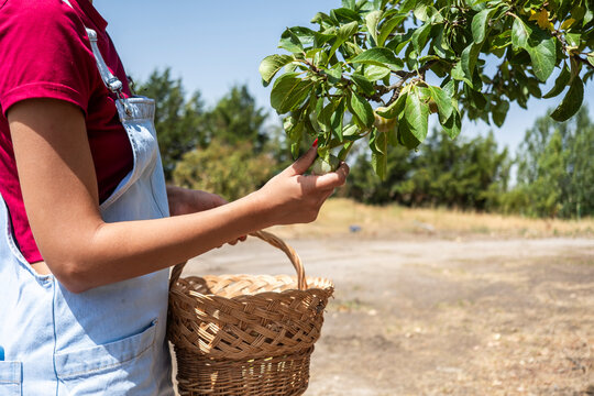 Girl harvesting fruit from tree in countryside orchard