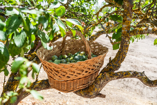 Wicker basket of fresh plums in a sunlit orchard