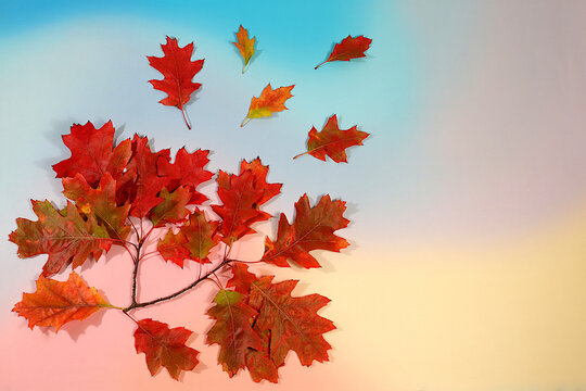 Greeting card, Hello, Autumn.Abstract autumn composition with maple leaves against a vibrant seasonal background, still life and Thanksgiving concept, a beautiful sunny banner and design template