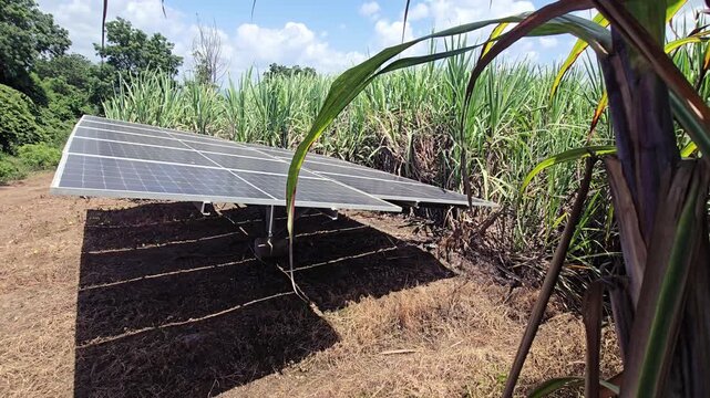 Solar Panel Array Installed Next to Sugarcane Field under a bright blue sky, illustrating the intersection of renewable energy technology, modern agricultural practices, and sustainable rural farming.