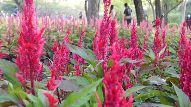 Celosia
