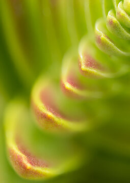 Macro view of Red Pagoda succulent leaf tips