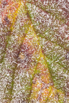 Macro frost crystals on a blackberry leaf in winter