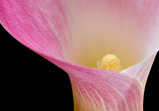 Macro view of pink Calla lily on black background