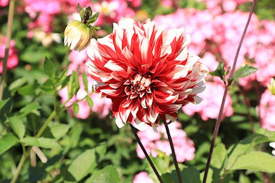 Beautiful and diverse dahlia varieties in a garden on a clear, sunny day. These flowers are grown in central Russia; they peak in bloom during August and early autumn.