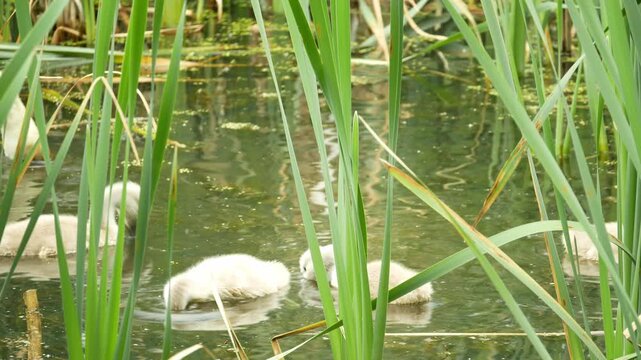 Mute swan young Cygnus olor waterfowl baby family natural habitat wetland marshland ecosystem showcases graceful, elegant adult and serene water and dark water freshwater pond lake riverbank or swamp