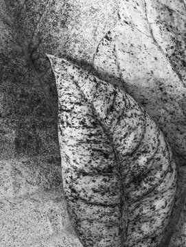 Black and white close up of textured poinsettia petals