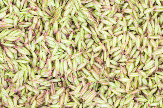 Wild grass seed texture in late spring