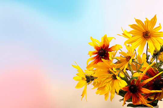 Autumn banner beautiful rudbeckia flowers on an elegant gradient background with space for text. This design template and flyer are suitable for screens, advertising card with an autumnal atmosphere