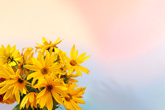 Autumn banner beautiful rudbeckia flowers on an elegant gradient background with space for text. This design template and flyer are suitable for screens, advertising card with an autumnal atmosphere.