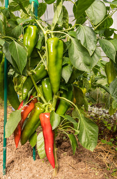 Green and red pepper plant in greenhouse cultivation