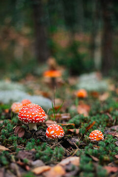 Autumn fly agaric mushroom in mossy forest undergrowth