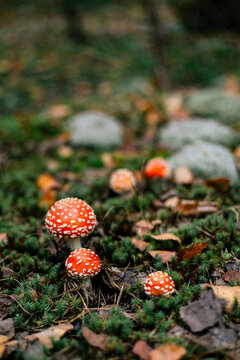 Fly agaric mushrooms in autumn forest undergrowth