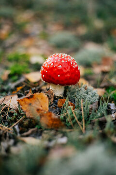 Fly agaric mushroom among autumn leaves in forest