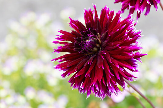 Dahlia flower "Alauna Clair-Obscur" or "Alauna Clair Obscur" isolated against blurred white background. Floral bloom of plum burgundy petals with white tips. Dublin, Ireland