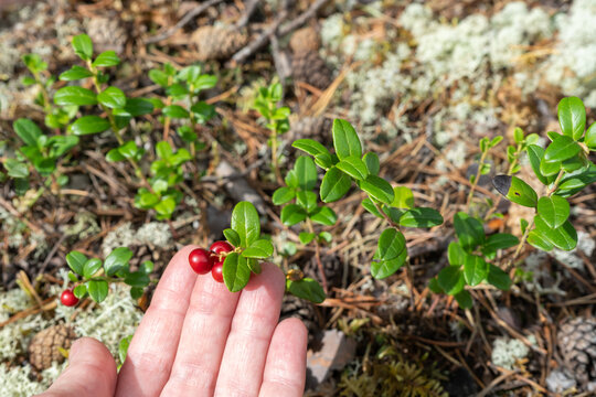 Ripe wild lingonberry held in hand among northern forest ground vegetation