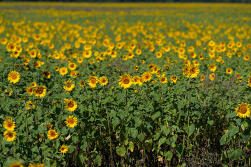 Obraz premium Vibrant sunflower field stretches endlessly under a bright blue sky during a warm summer day