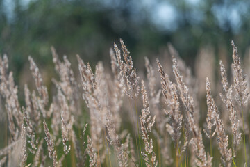 Fototapeta premium Tall grass sways gently in the soft breeze on a sunny day creating a serene landscape filled with nature's beauty