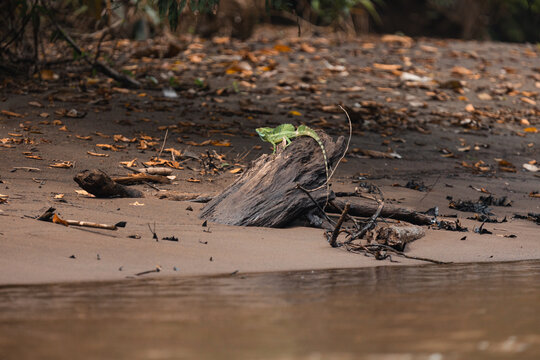 Green basilisk lizard resting on driftwood by river