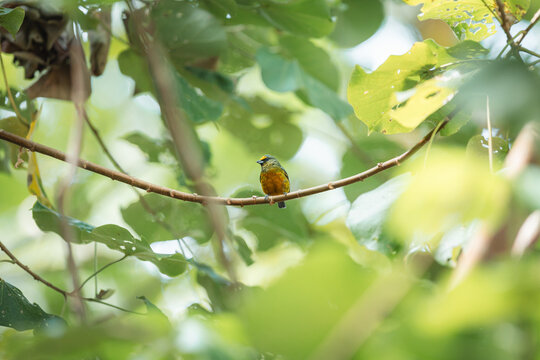 Small colorful bird perching on a tree branch