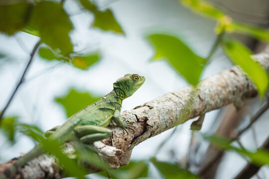 Green basilisk lizard resting on tree branch