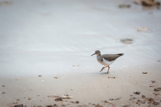 Common sandpiper bird walking on wet beach sand