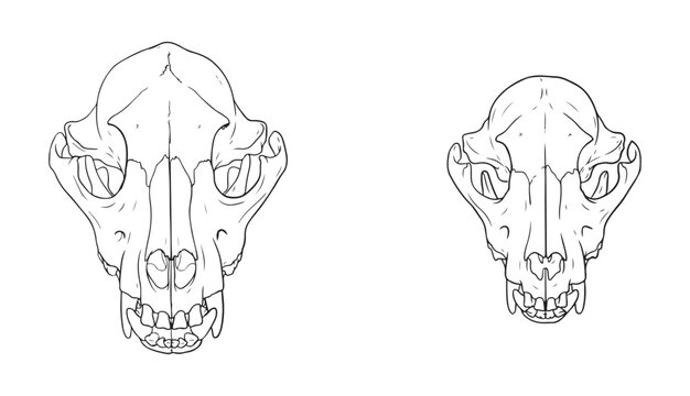 Dog skull outline vectors in two different views for veterinary and educational purposes.