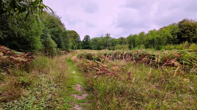 Bedford Purlieus National Nature Reserve, Cambridgeshire, England, UK &ndash; September 02 2026: Smooth first-person POV walk along a narrow grassy path through an ancient woodland clearing.