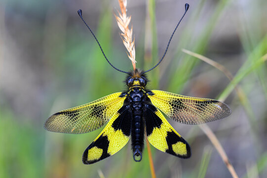 Eastern Owlfly (Libelloides macaronius) Resting on Grass with Wings Spread