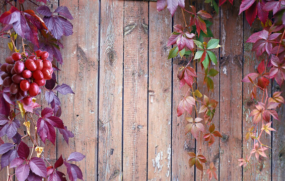 Wooden table top with grapes. Grape bushes background.