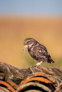 A little owl, Athene noctua, eating a field mouse.