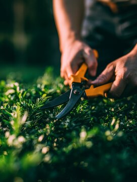Hand pruning green plant with orange gardening shears