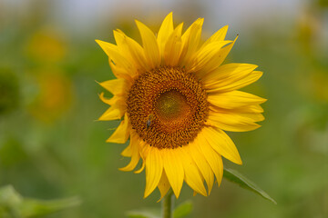 Fototapeta premium Bright sunflower blooming in a vibrant field under the sunny sky